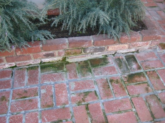 Brick walkway with moss, photo #2